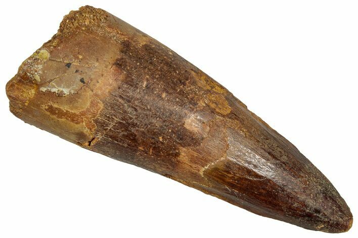 Fossil Spinosaurus Tooth - Real Dinosaur Tooth #356813